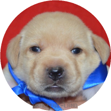 男の子(青 母犬クリオ)